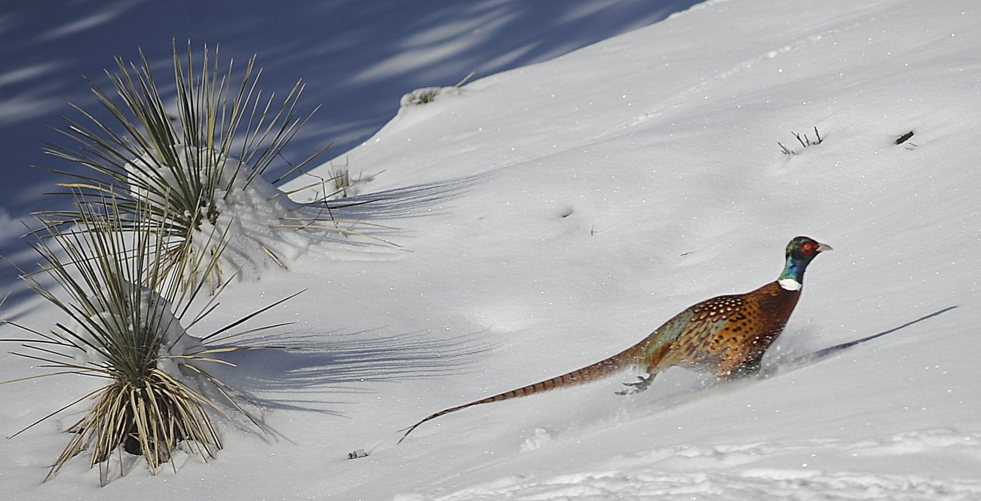 Ring-necked pheasant